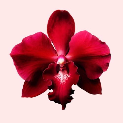 VIKTOR & ROLF-Flowerbomb Ruby Orchid - Eau de Parfum VIKTOR & ROLF-Flowerbomb Ruby Orchid - Eau de Parfum